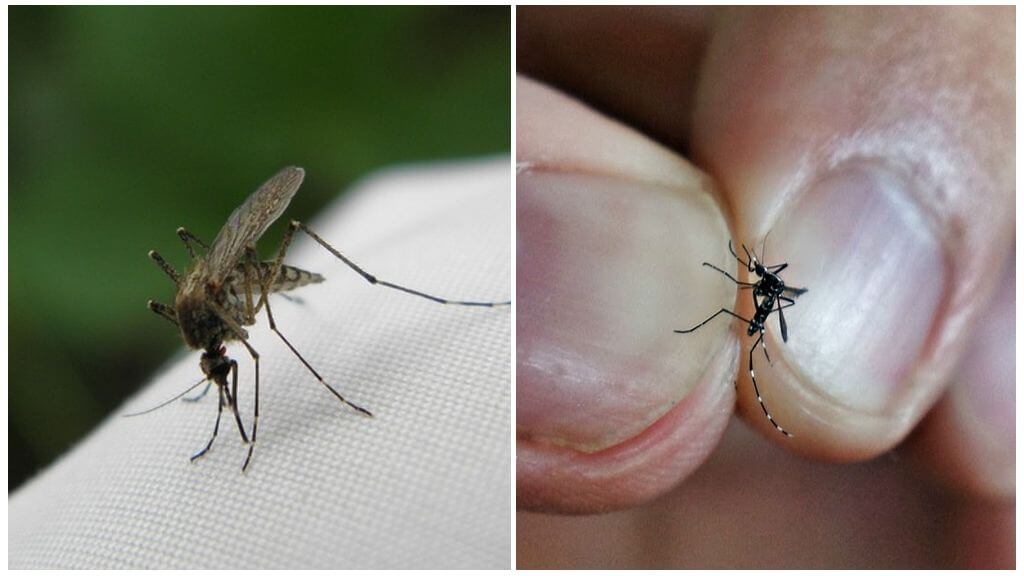 Milyen szúnyogok szaporodnak és mennyi ideig