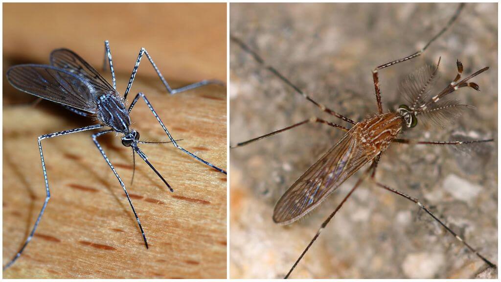 Beskrivning och foton av myggsorter