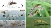 Szúnyog életciklusa