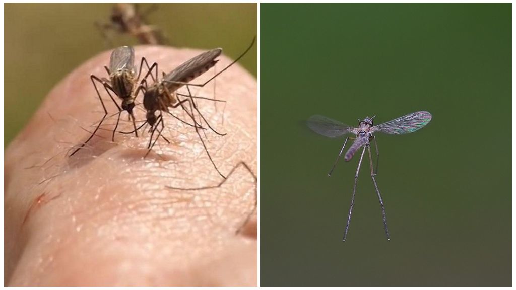 Sivrisinek ne ses çıkarıyor