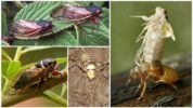 Cicada musė