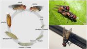 Жизнен цикъл на обикновена муха