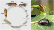 Cicle de vida de Sierphidae