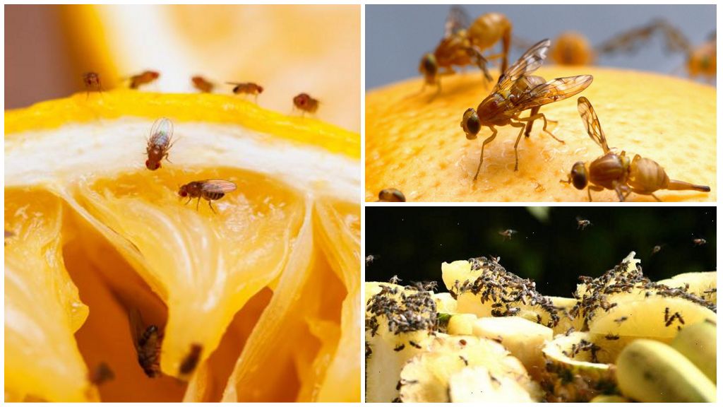 Wie man Drosophila in der Küche mit Schaufenster- und Volksheilmitteln loswird
