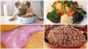 Alimentos para animais domésticos