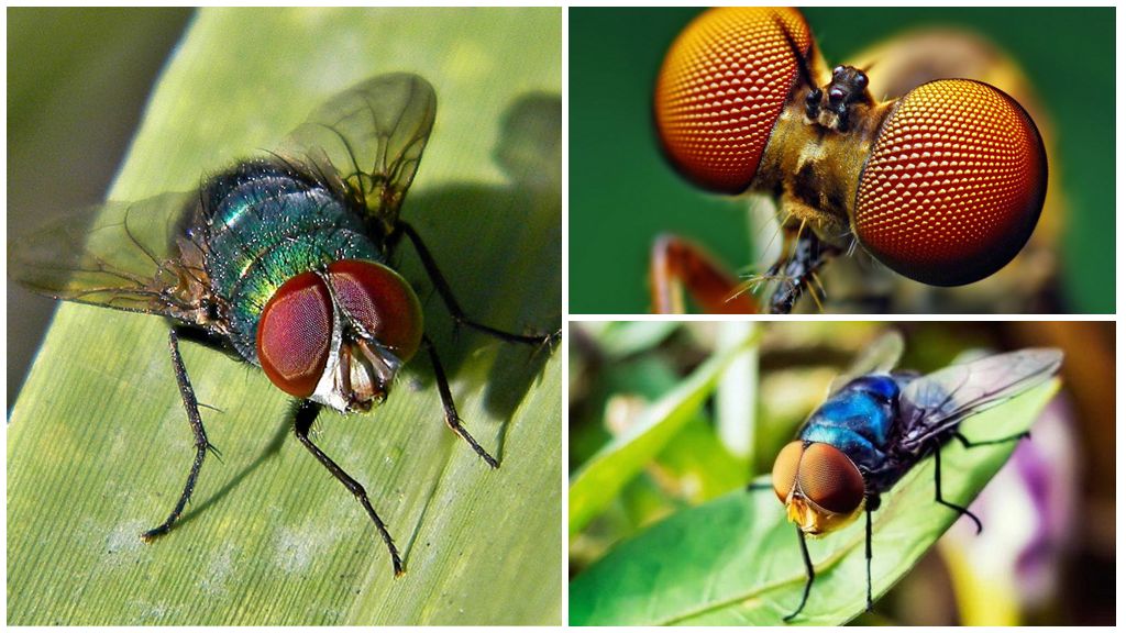Hur många bilder per sekund en fluga ser och hur många ögon den har
