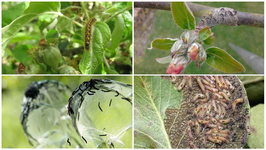 Как да се отървете от гъсеници на ябълковото дърво