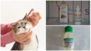 Droppar för katter med otodektos