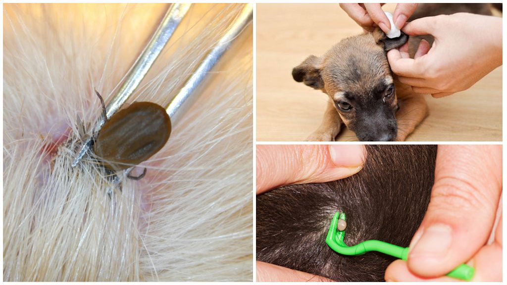 Πώς να αφαιρέσετε ένα τσιμπούρι σε ένα σκυλί στο σπίτι