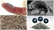 Bed o dust mites
