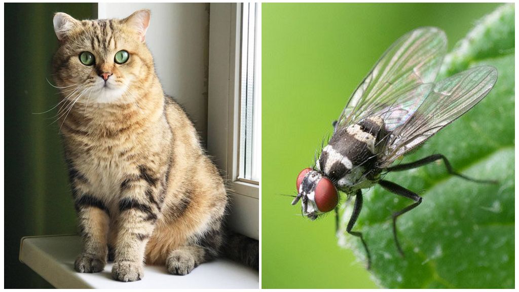 Vad man ska göra om en katt eller katt åt en fluga