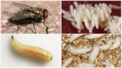Ovos e larvas de moscas