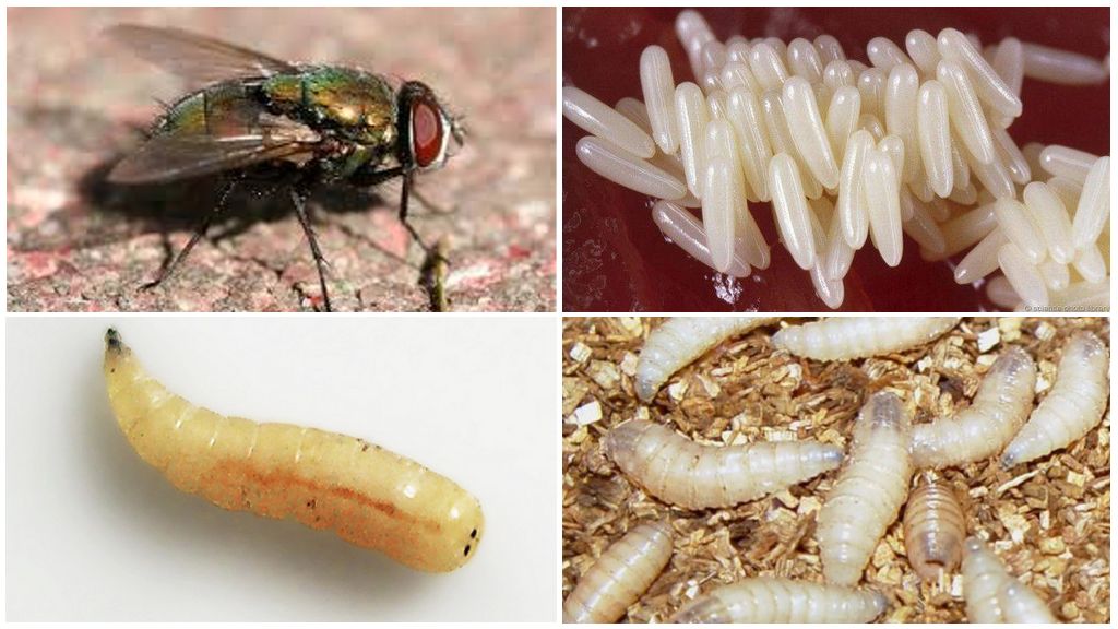 Descrição e fotos de larvas e ovos de moscas
