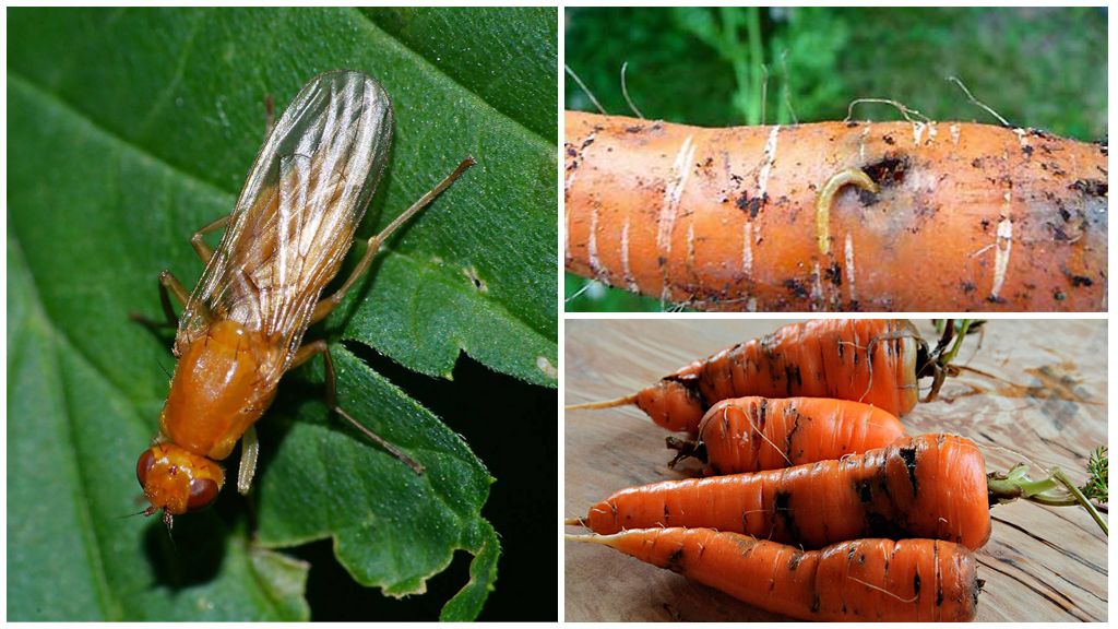 Как да се отървете от морковна муха