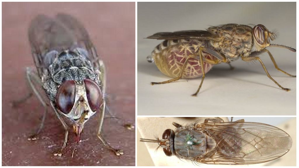 Beskrivning och foton på tsetse flugor