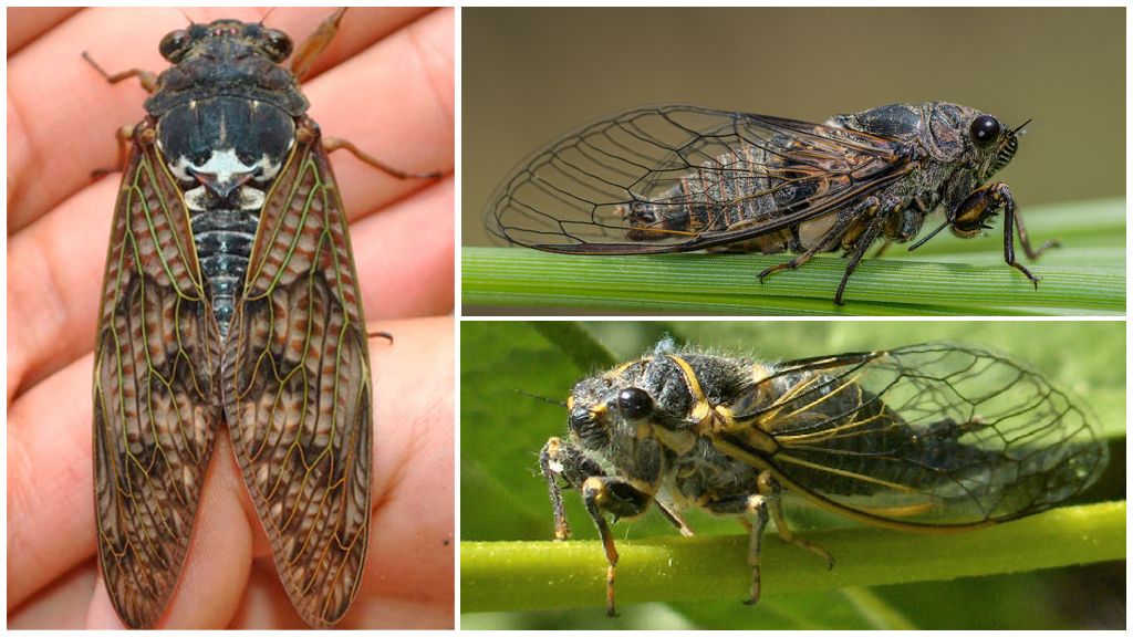 Cicada musės aprašymas ir nuotrauka