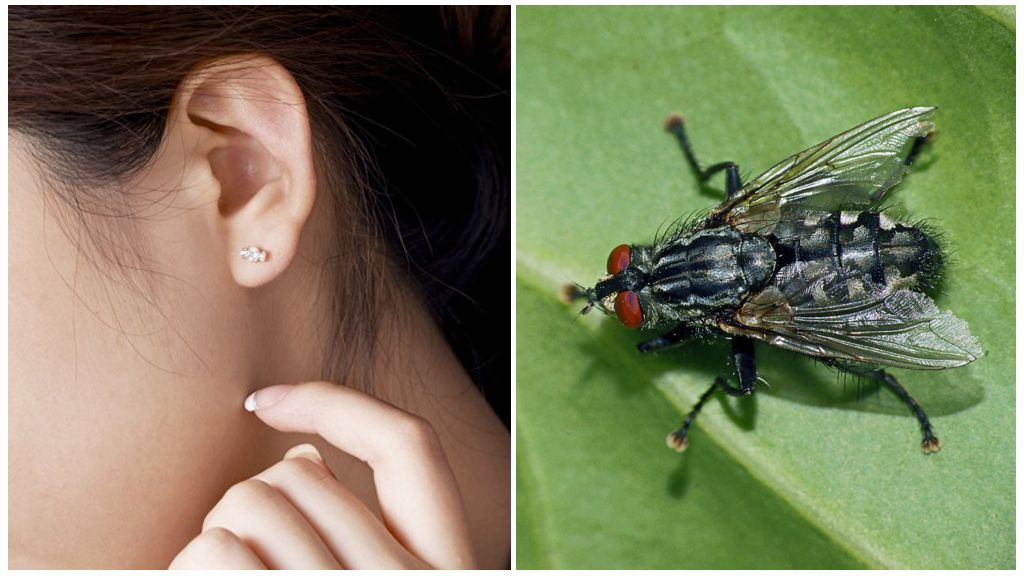 Как да изкарате муха от ухото си у дома