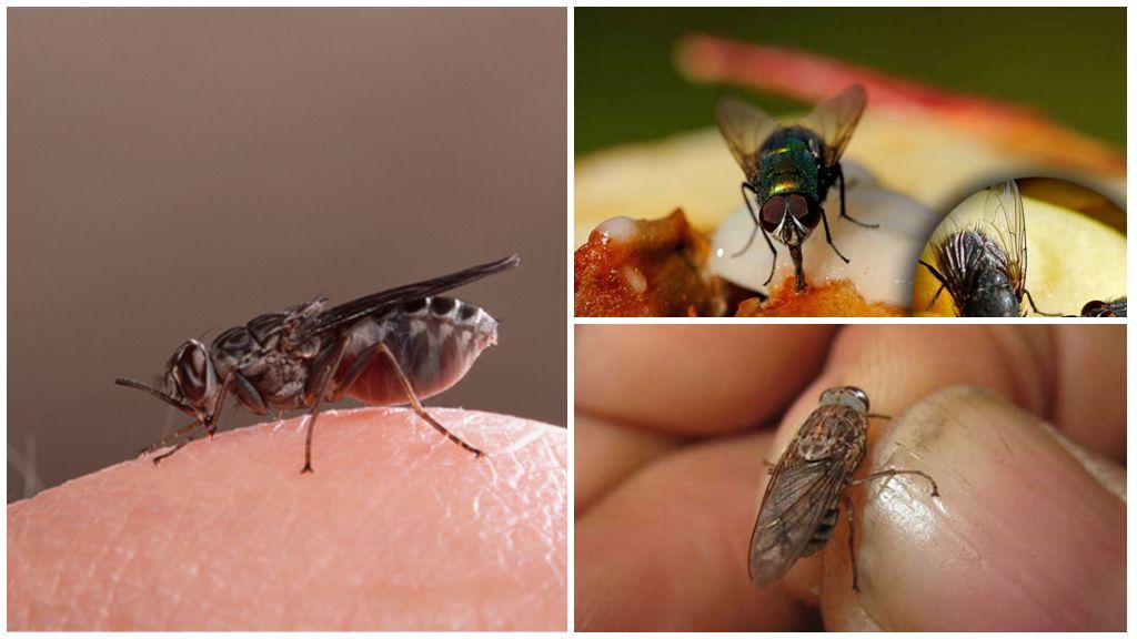 Mengapa lalat mengalir pada manusia?