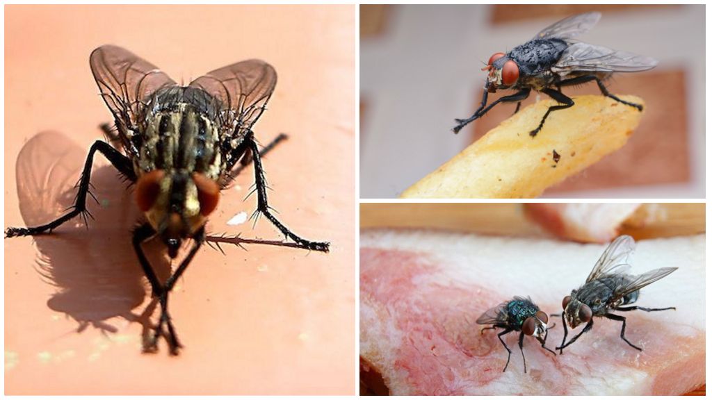 Защо мухите си търкат лапите
