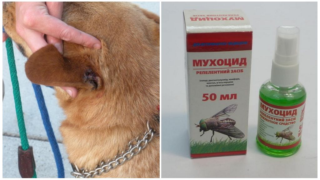 วิธีการและวิธีการรักษาหูของสุนัขจากแมลงวัน