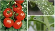 Vita eller svarta flugor på tomater