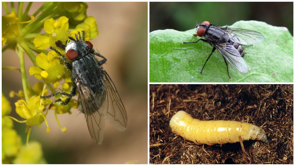 Beskrivning och foton på köttflugor (kadaver)