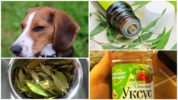 A népi gyógyszerek használata kutyákban