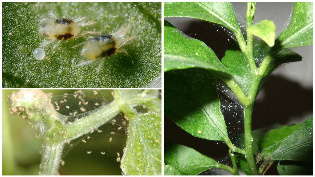 Cum să scapi de un acarian păianjen pe plantele de interior