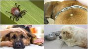Piroplasmosis en perros