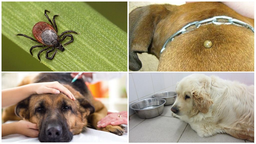 A kutyák piroplazmózisának tünetei és kezelése