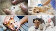 Suņa ārstēšana pret piroplazmozi