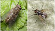 Horsefly (kiri) dan lebih ringan (kanan)