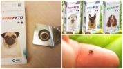 Tick ​​Ticks untuk Anjing Bravecto