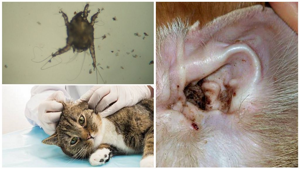 Ausų erkės simptomai ir gydymas katėms
