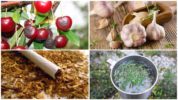 Tradiciniai vyšnių musės naudojimo metodai