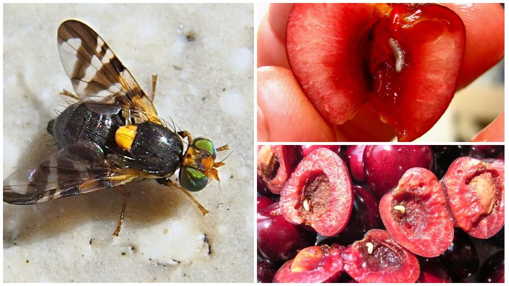 Cum să te descurci cu o muscă de cireș