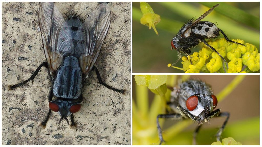 Descriere și fotografii de tungsten fly