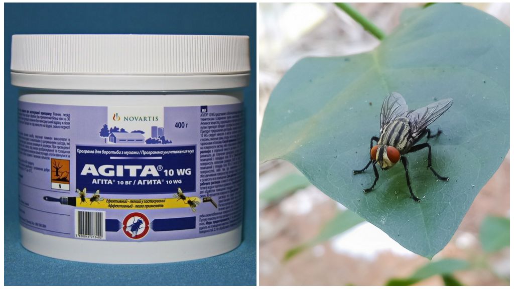 การใช้ Agita จากแมลงวัน