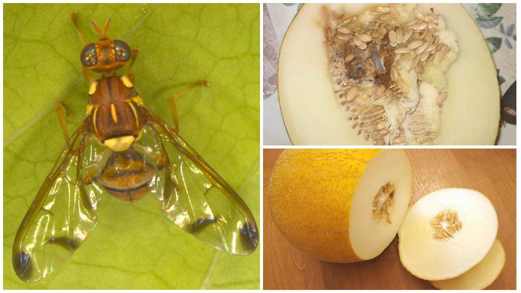Penerangan mengenai fly melon dan kaedah untuk mengatasinya