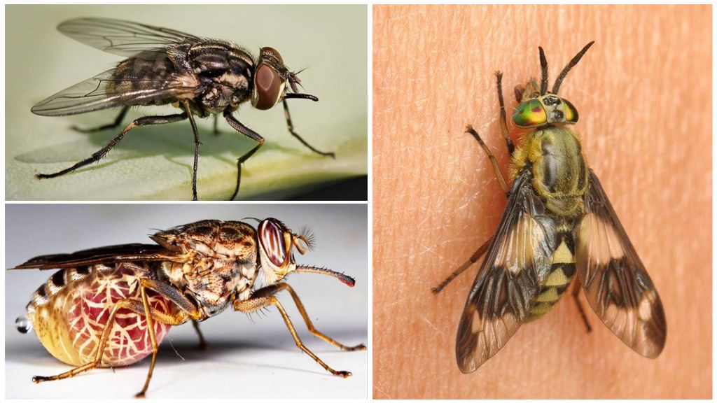 Variedades de moscas com fotos e descrições