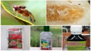 Kavun sinek kontrolü için kimyasallar