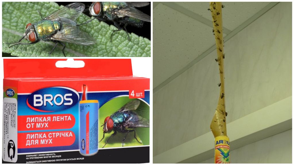 Magazin și remedii populare pentru muște