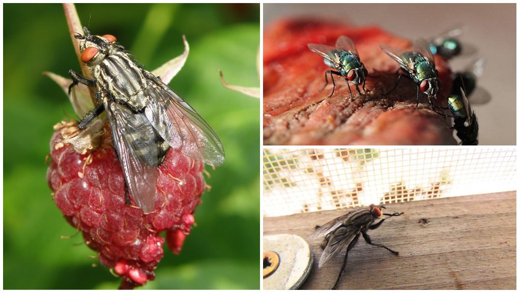 Описание и снимка на домашна муха