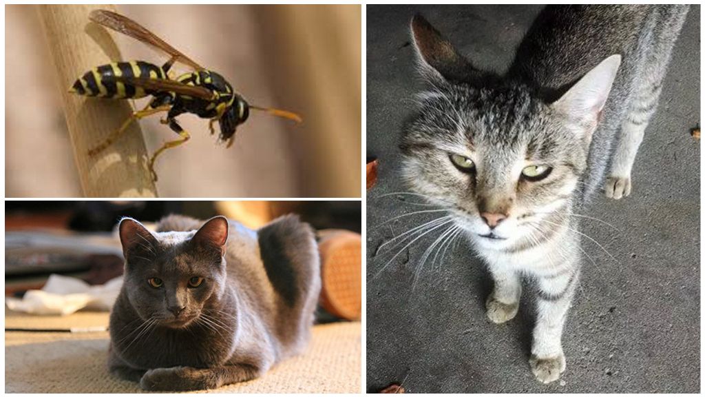Què fer si un gat o un gat eren mossegats per una vespa