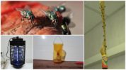 Metodi di controllo meccanico degli insetti