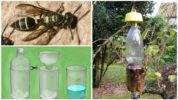 Capcana de viespe din sticlă de plastic