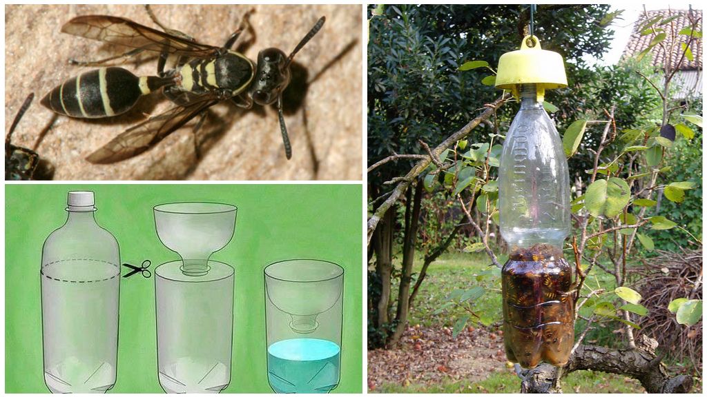 Como fazer uma armadilha de vespa de uma garrafa de plástico