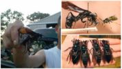 Wasp Megalara Garuda
