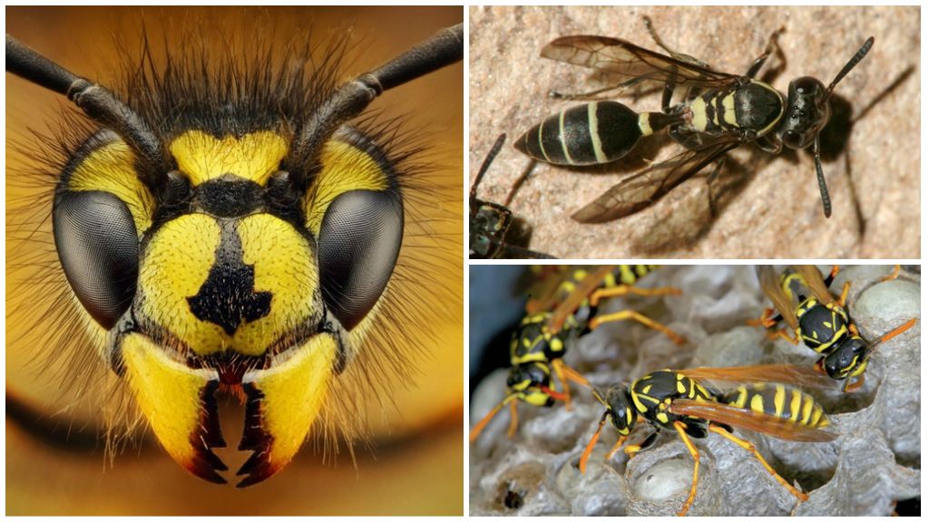 Les vespes poden veure, dormir o volar de nit