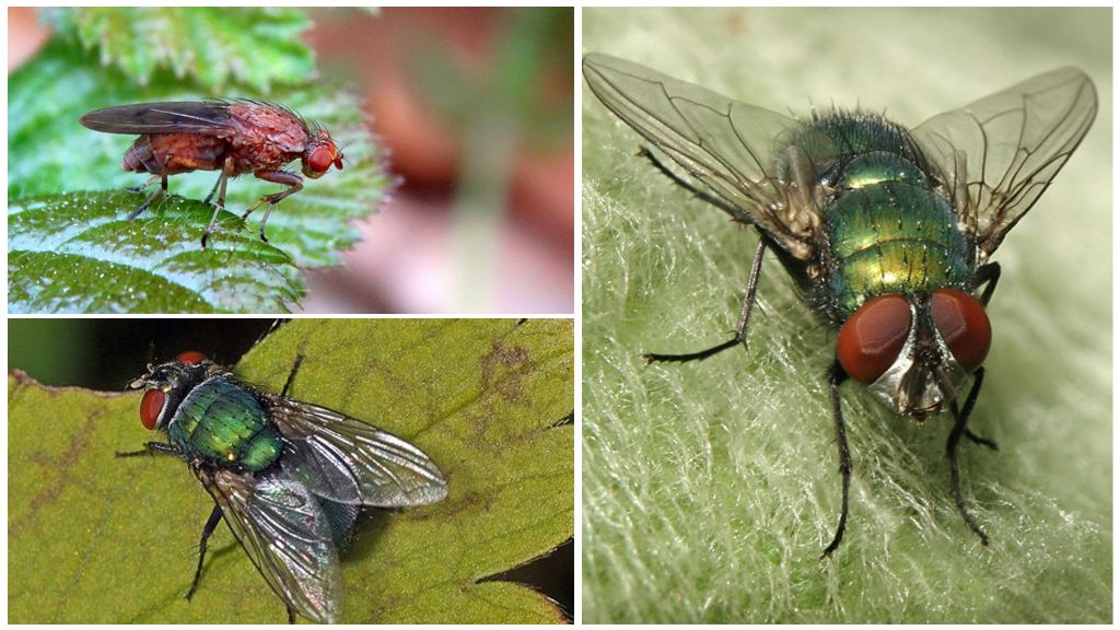 Περιγραφή και φωτογραφίες των μύγες κοπριάς